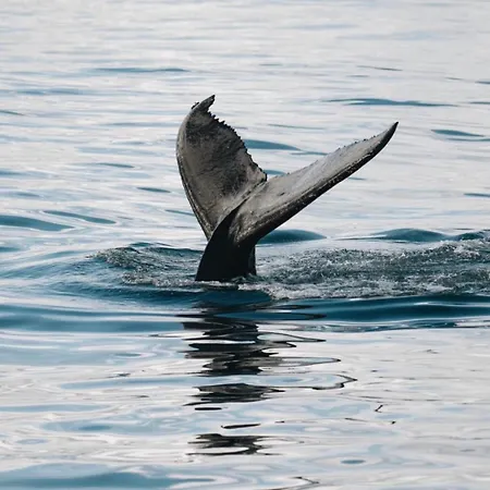 Arctic Ocean Pensión