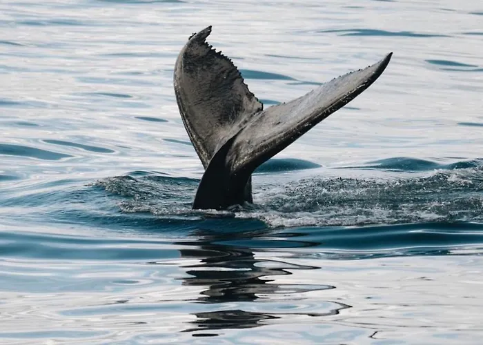 Arctic Ocean Pensjonat